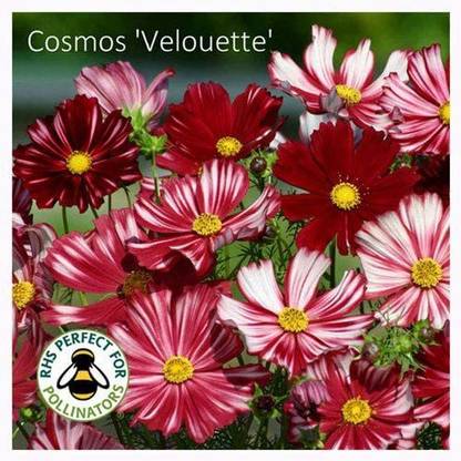 CYBEXIS Cosmos Velouette Seeds. Cosmos Seeds RHS AGM Seed