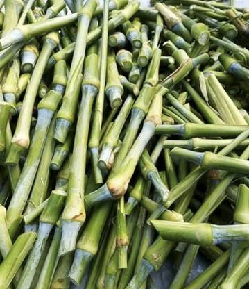 Nak Super Napier Grass Sticks Seed