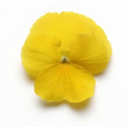 Biosnyg Pansy Flower - Cool Wave Series -Golden Yellow-[250 Seeds] Seed