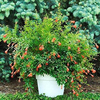 VibeX NBIR-93 - Pomegranate Anar Red Bhagwa - (30 Seeds) Seed
