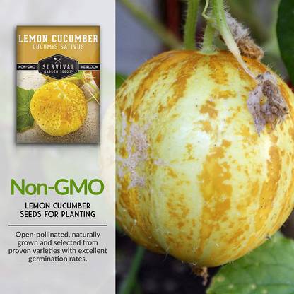 VibeX ® VMR-211 Lemon Cucumber Seed for Planting Seed