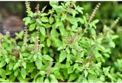 SEEDSART Tulsa JI Seeds Gorgeous Tulsi Seeds " Tulsi " Organic 120 Seeds , h902 Seed
