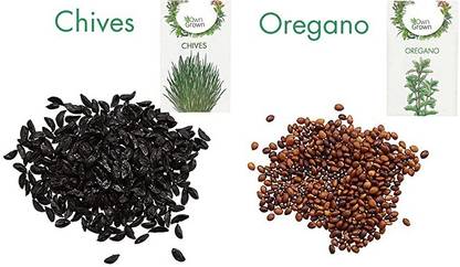 CYBEXIS 2 - Varities Seeds Combo-Chives,Oregano Seed
