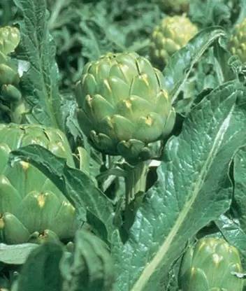 Aro Artichoke Seed
