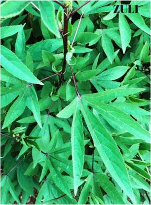 zuli Gongura, Pack of 2 packet, Vegetable seeds Seed