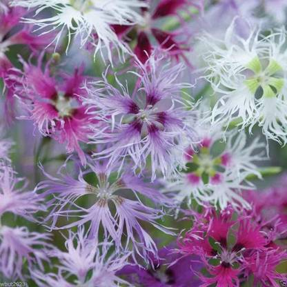 CYBEXIS Dianthus, Rainbow Loveliness Mix Seed
