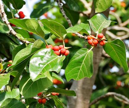 Greenwill Bnayan Tree (Ficus benghalensis), Bargad Tree Seed