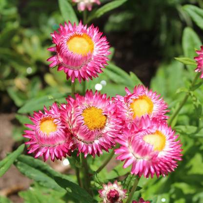 Aywal Helichrysum (Italian strawflower) Flower Seed