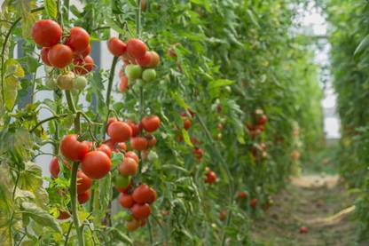 syngenta tomato Seed