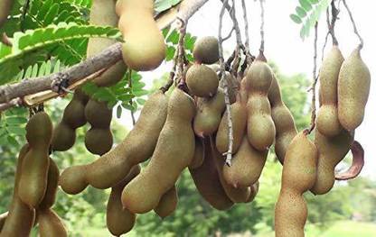 KANAYA Meethi Imli ( Tamarind) Seed