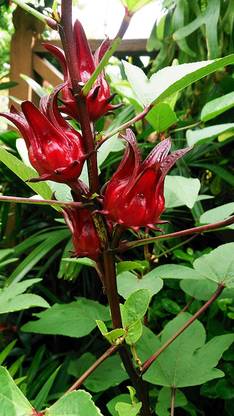 CHILLATAI Red Kenaf Seeds Seed
