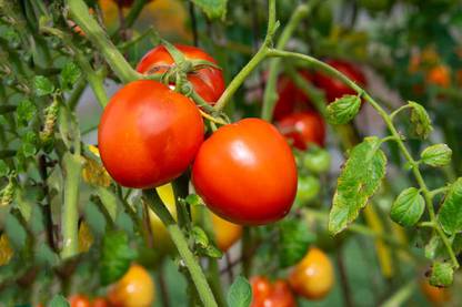 Hybrid corn tomato Seed