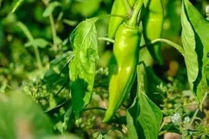 DHENU PRASAD Hybrid chilli (mirch) Seed