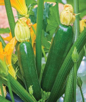 VibeX VXI-36 - Best Zucchini Summer Squash - (75 Seeds) Seed