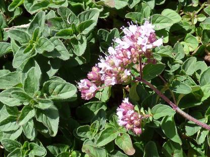 VibeX XLR-23 - Sweet Marjoram Oregano - (150 Seeds) Seed