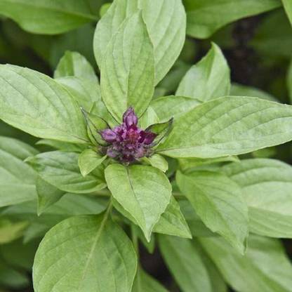 CYBEXIS LX-64 - Sweet Large Leaf Thai Basil - (4500 Seeds) Seed