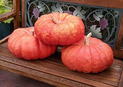 CYBEXIS ROUGE VIF D’ETAMPES the best pumpkin variety, Heirloom-50 Seeds Seed