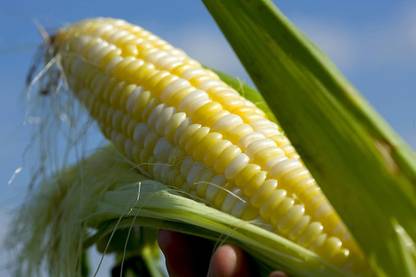 CYBEXIS GBPUT-27 - Serendipity Hybrid (Triplesweet) Corn - (2250 Seeds) Seed