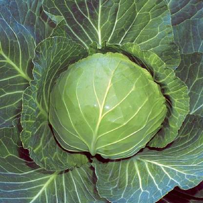 nesto पत्ता गोभी/Cabbage Vegetable Seeds Seed