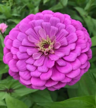 ibains Jiniya flower seeds Seed