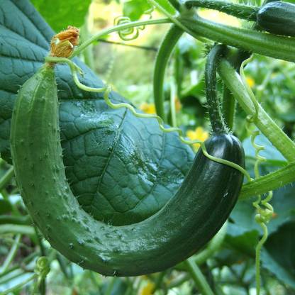 Biosnyg Cucumber Seeds - Chinese Snake Curved-[1000 Seeds] Seed