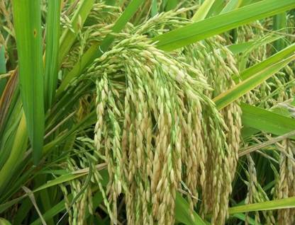 paddy 1kg Pusha basmati paddy seeds highest yield Verity Seed