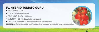 CYBEXIS F1 HYBRID TOMATO GURU(1000 Seeds) Seed