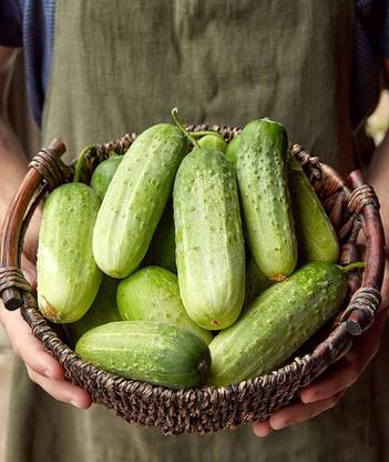 VibeX XLL-1 - Pick-A-Bushel Pickling Cucumber - (150 Seeds) Seed