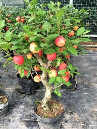 KANAYA Apple Fruit Hybrid Seed