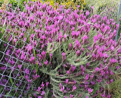VibeX TLX-92 - Lavender (OttoQuast - (750 Seeds) Seed