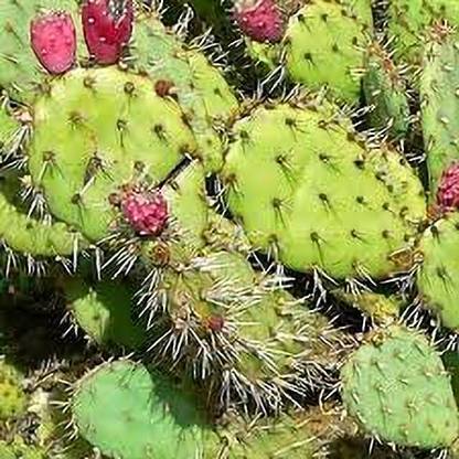 Urancia Natural prickly pear Opuntia ficus-indica Seed