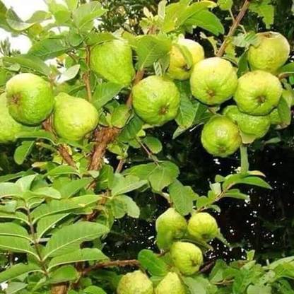KANAYA Guava/Amrood/Amrud Fruit Plant Seed