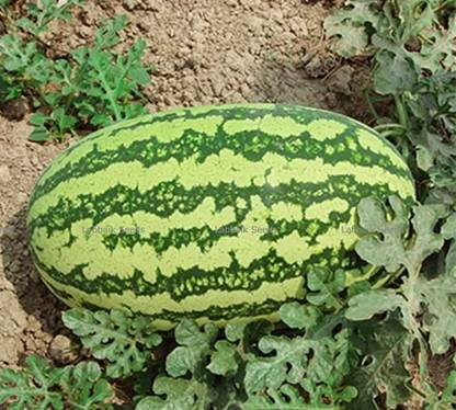 SREE Watermelon, Tarmuj Seed