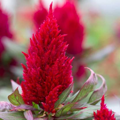 VibeX TLX-24 - New Look Plumed Celosia Scarlet Red - (60 Seeds) Seed