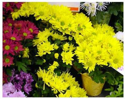 Quentova Chrysanthemum Morifolium Flower-22B-NDIR Seed