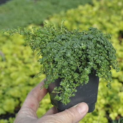 VibeX VXI-87 - Thymus serpyllum Elfin Thyme - (150 Seeds) Seed