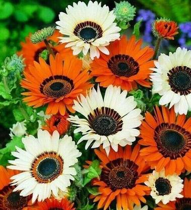 CYBEXIS Venidium Flower Seed
