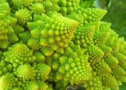 VibeX PUAS-94 - F1 Romanesco Broccoli - (450 Seeds) Seed