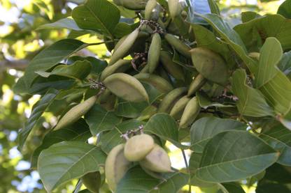 EasySeeds Pongamia, Karanj, Indian Beech, Sukhchain Seed