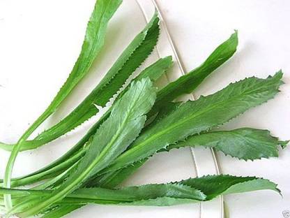 CYBEXIS XL-12 - Culantro RecaoVietnamese Coriander - (2250 Seeds) Seed