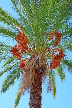 Aywal Date palm/khajur Seed
