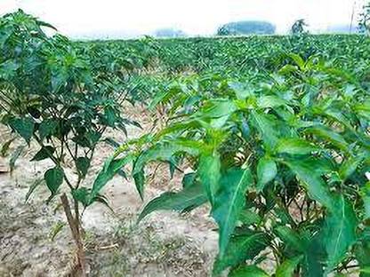 greenfarm chilli seed , mirchi seed cs5 Seed