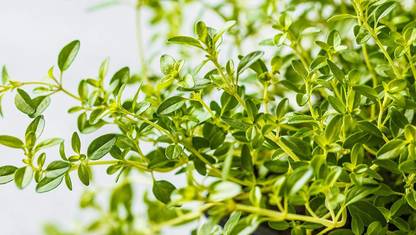 VibeX XLR-91 - German or Winter Thyme - (150 Seeds) Seed