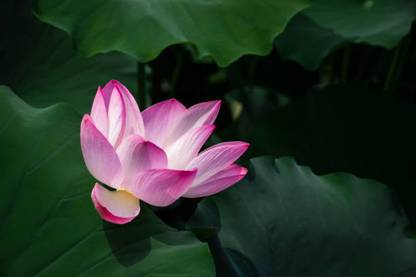 SHYAM lotus,kamal seeds Seed