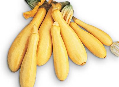 VibeX ® XXL-383 Yellow Summer Squash Superpik F1 Seed