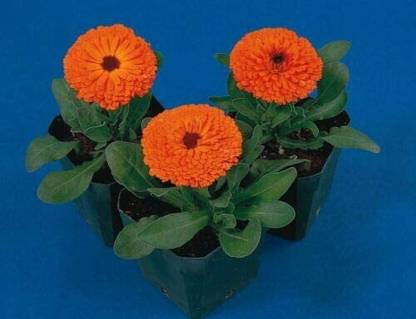 DROXTY ® NBIR-195-Calendula Seeds-100 x Seeds Seed