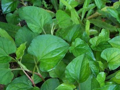 VibeX ® XLR-336 Fish Mint Houttuynia Cordata Seed