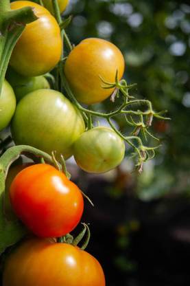 dorvik collections tomato Seed