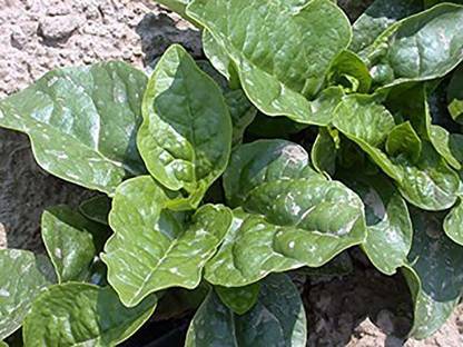VibeX ® XLR-552 Malabar Spinach, Pui Shak Seed