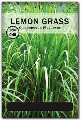CYBEXIS XLL-69 - Lemongrass Cymbopogon Citratus - (750 Seeds) Seed